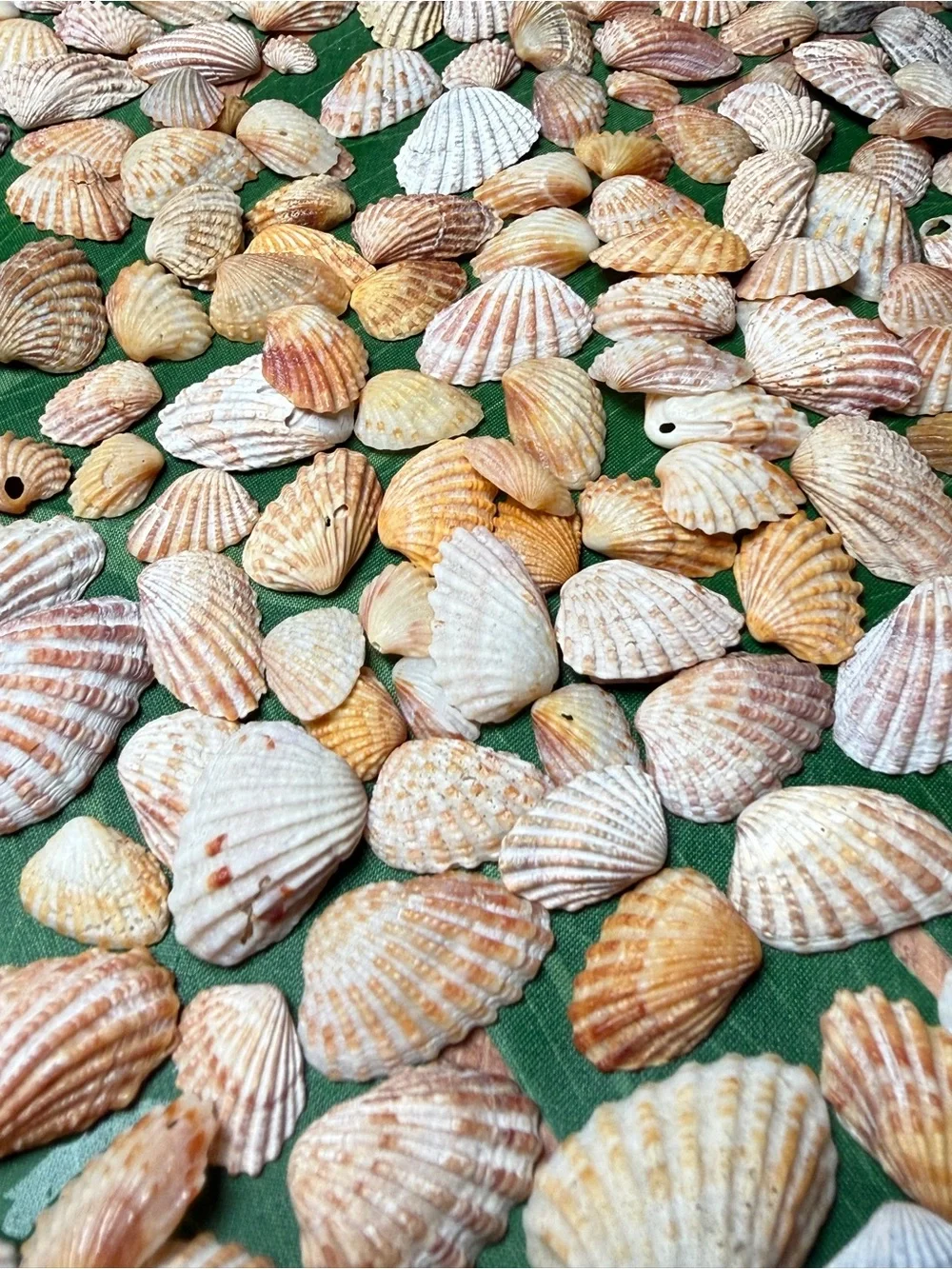 Creating On The Coast 50 mixed